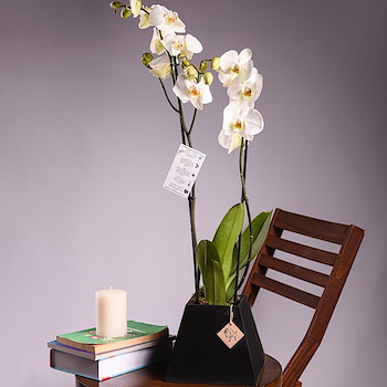Orchid Hollandi 1