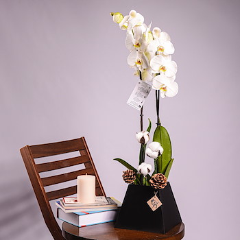 Gossypium Orchid