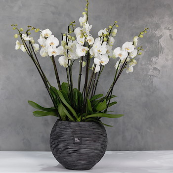 Bowl Orchids 5