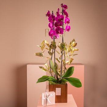 My Orchidette 2
