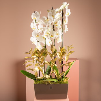 Le Orchidian