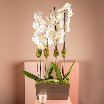 La Orchidians 1