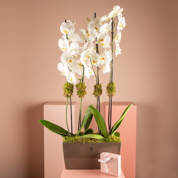 La Orchidians 2