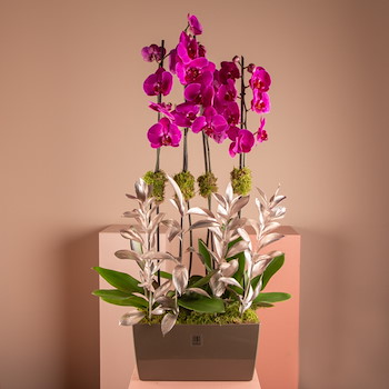 La Orchidian Purple