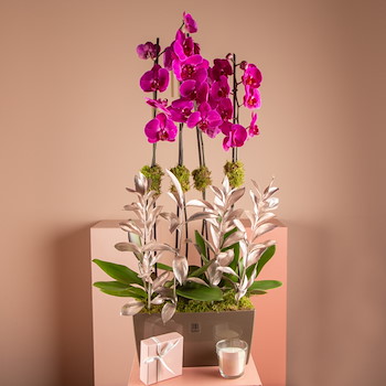 La Orchidian Purple 1