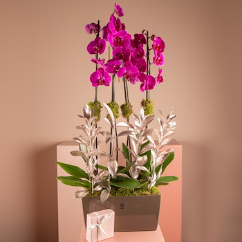 La Orchidian Purple 2
