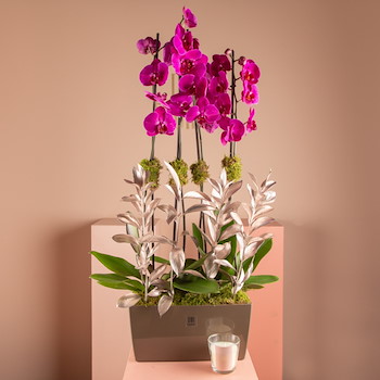 La Orchidian Purple 3