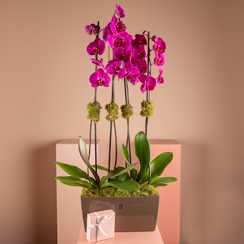 Orchidian Purple 1