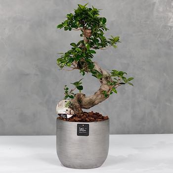 Bonsai Ficus 1