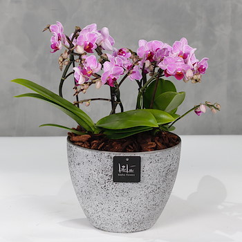 Purple Mini Orchids 2