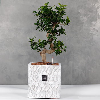 Bonsai Ficus Hydro 