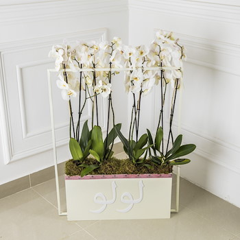Large Timeless Orchids