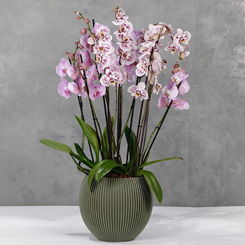 Mix Pink Orchid