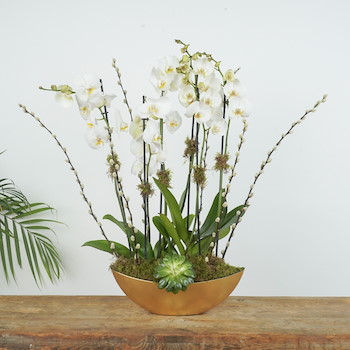 25% OFF - Gold Glaze 