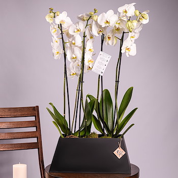 Orchid Hollandi 10