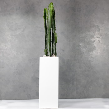 Cactus 105