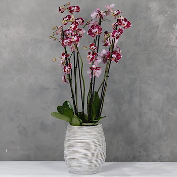Duo Color Orchids 