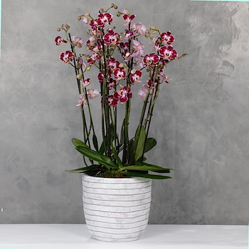 Duo Color Orchids 1
