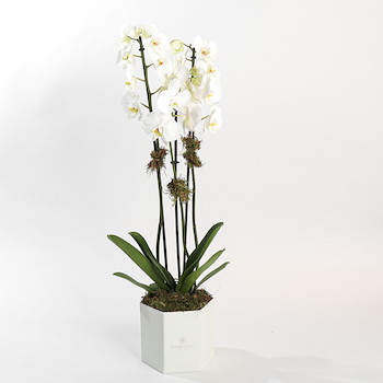 White Orchid Box
