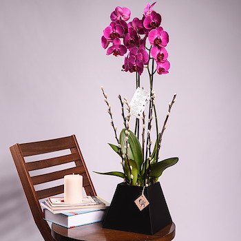 Purple Velvety Orchid