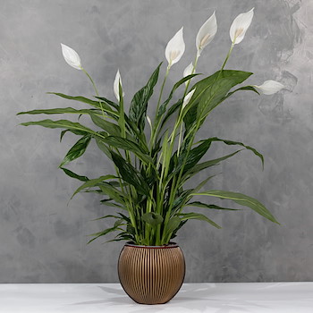 Spathiphyllum Vase 2