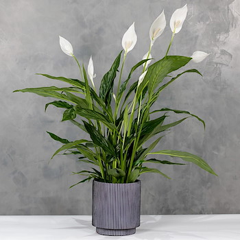 Spathiphyllum Vase