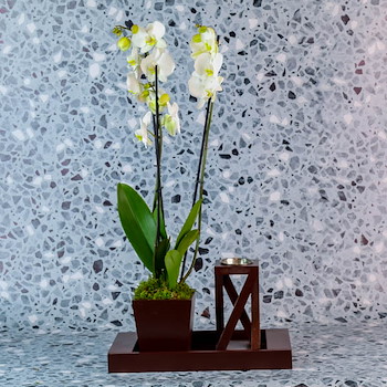 Vanilla Orchid 20