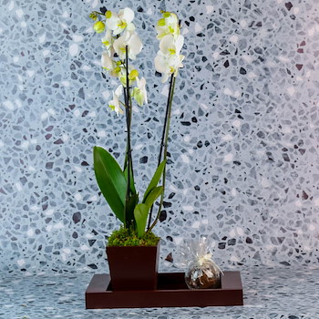 Vanilla Orchid 22