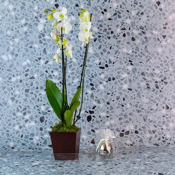 Vanilla Orchid 24