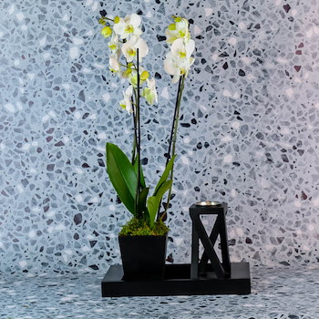Vanilla Orchid 26