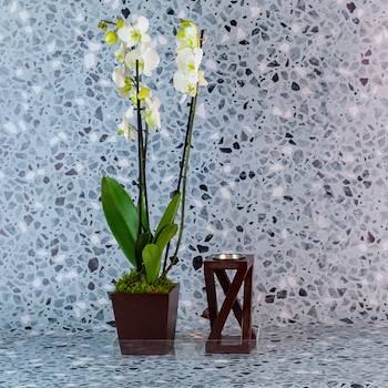 Vanilla Orchid 25