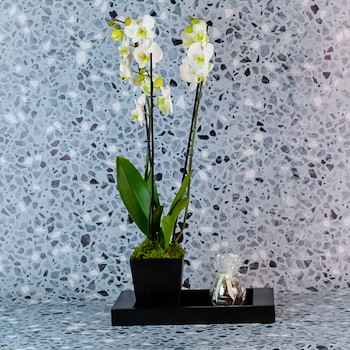 Vanilla Orchid 28