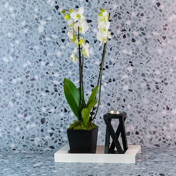 Vanilla Orchid 29