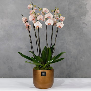 Peach Orchid Vase