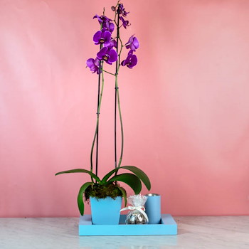 Cattleya Orchid 39