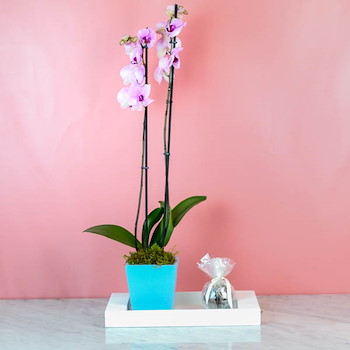 Cattleya Orchid 43