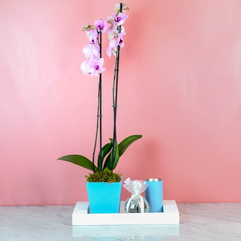 Cattleya Orchid 44