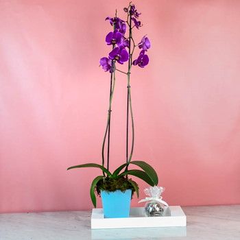 Cattleya Orchid 45