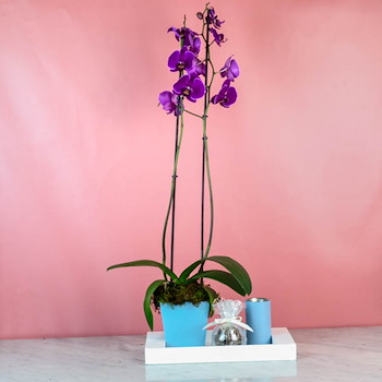 Cattleya Orchid 47