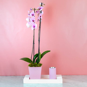 Cattleya Orchid 50
