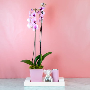 Cattleya Orchid 52