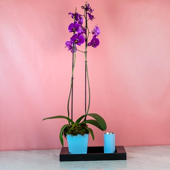 Cattleya Orchid 73