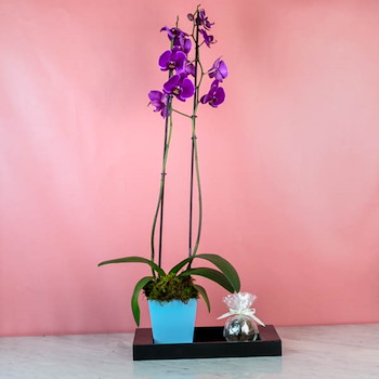 Cattleya Orchid 72