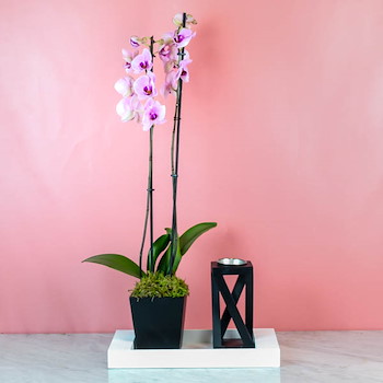 Cattleya Orchid 84