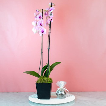 Miltonia Orchid 9