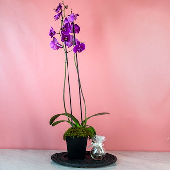 Miltonia Orchid 25