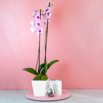 Miltonia Orchid 35