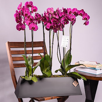 Purple Orchid 20