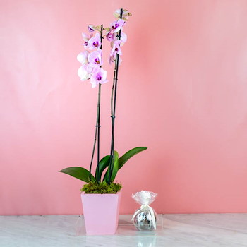 Delight Orchid 21