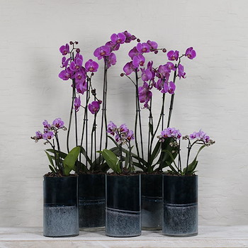 Purple Orchid Set